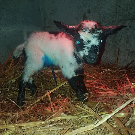 La Crota فندق مبيت وإفطار آستي